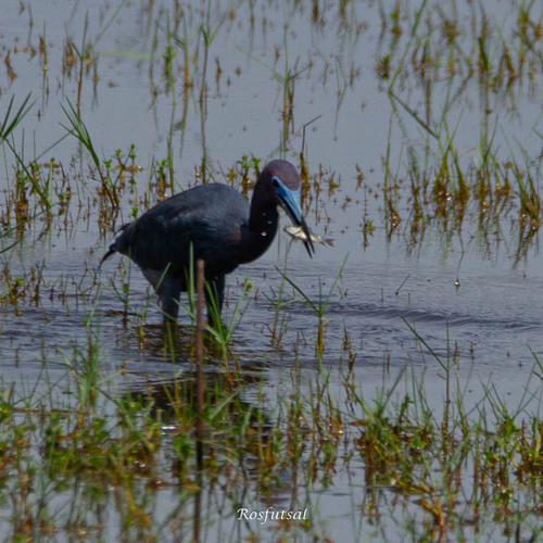 Little Blue Heron