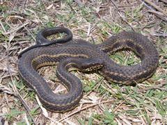 Nerodia clarkii clarkii