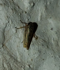 Exitianus obscurinervis