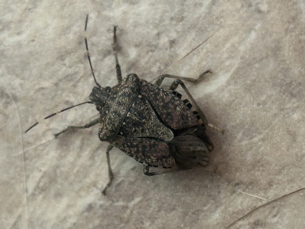 Brown Marmorated Stink Bug from Overbrook Ave, Dallas, PA, US on ...