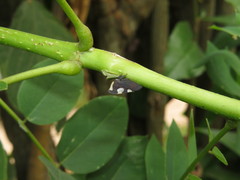 Membracis caquetensis