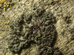 Phaeophyscia nigricans