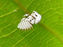 Membracis foliatafasciata