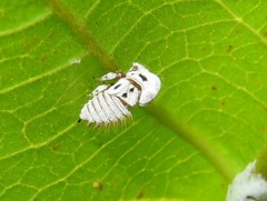 Membracis foliatafasciata