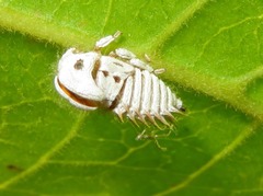 Membracis foliatafasciata