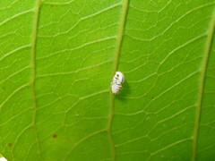 Membracis foliatafasciata