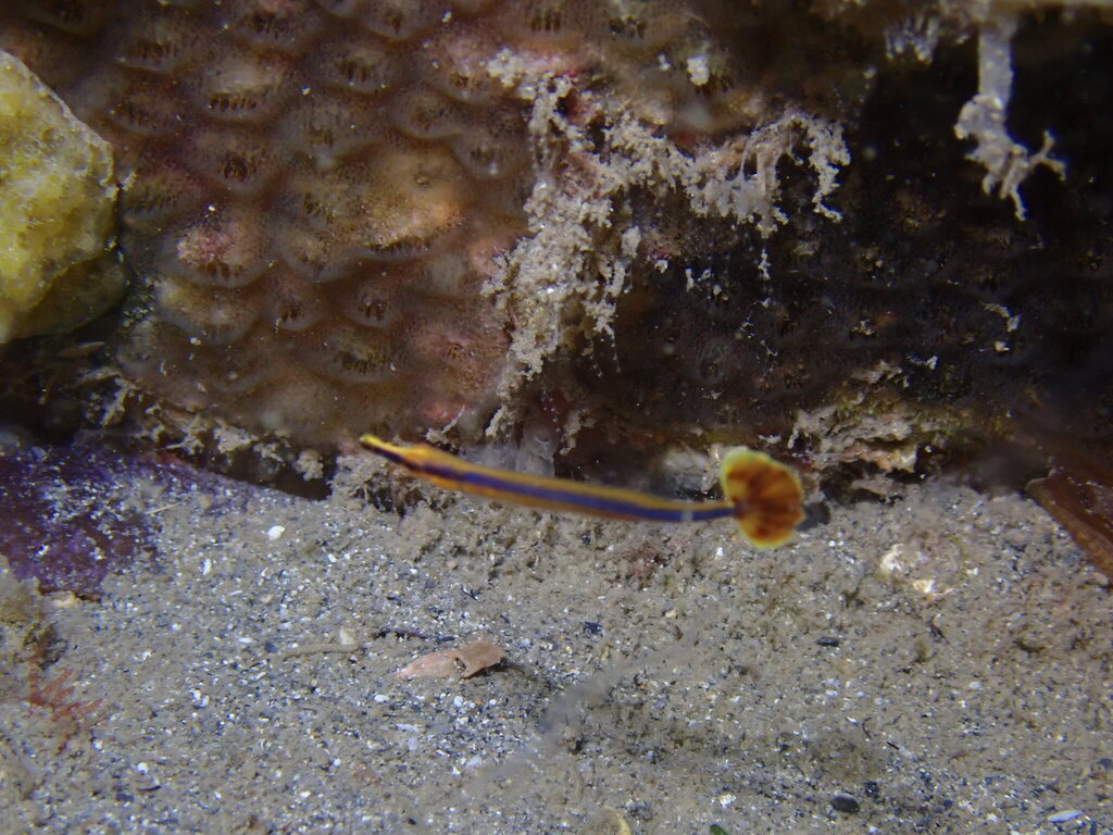 Bluestripe Pipefish