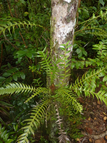 Lomaridium attenuatum image