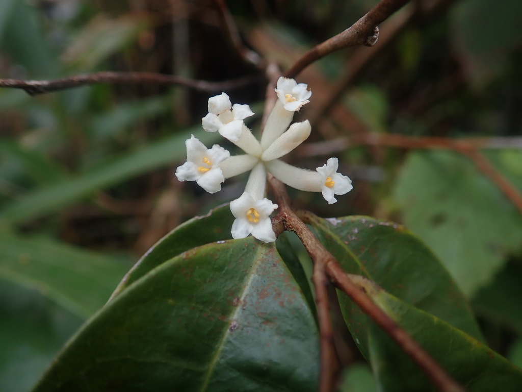 Daphne composita (Daphne composita)