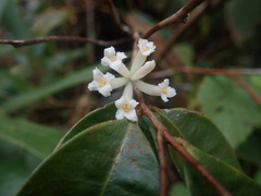 Eriosolena composita