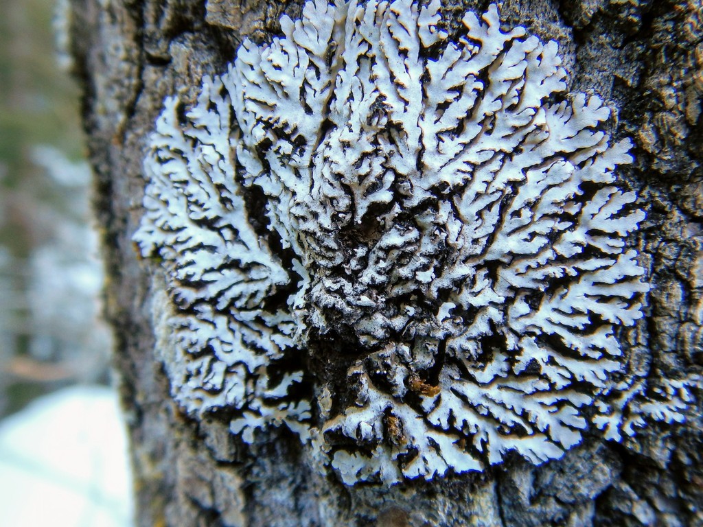 button lichens, rosette lichens, and allies