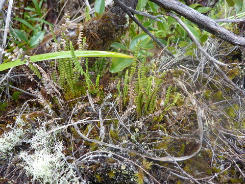 Melpomene flabelliformis image