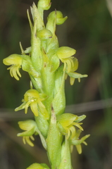 Habenaria parviflora