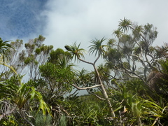 Pandanus montanus