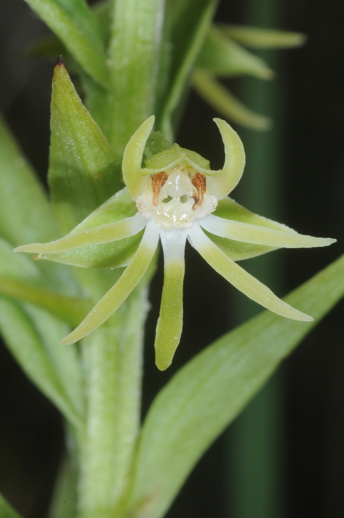 Habenaria paivaeana