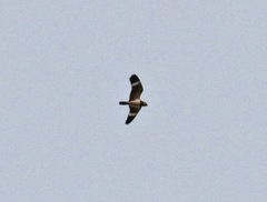 Chordeiles nacunda