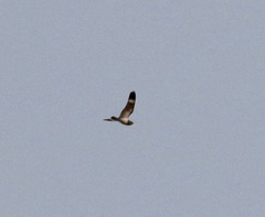 Chordeiles nacunda