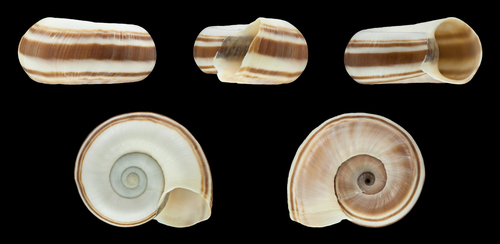 giant rams-horn
