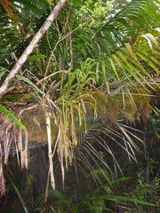 Phlegmariurus obtusifolius