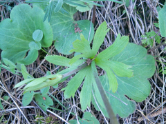 Anemone palmata