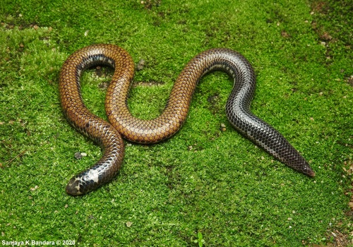 Sabaragamuwa Shieldtail