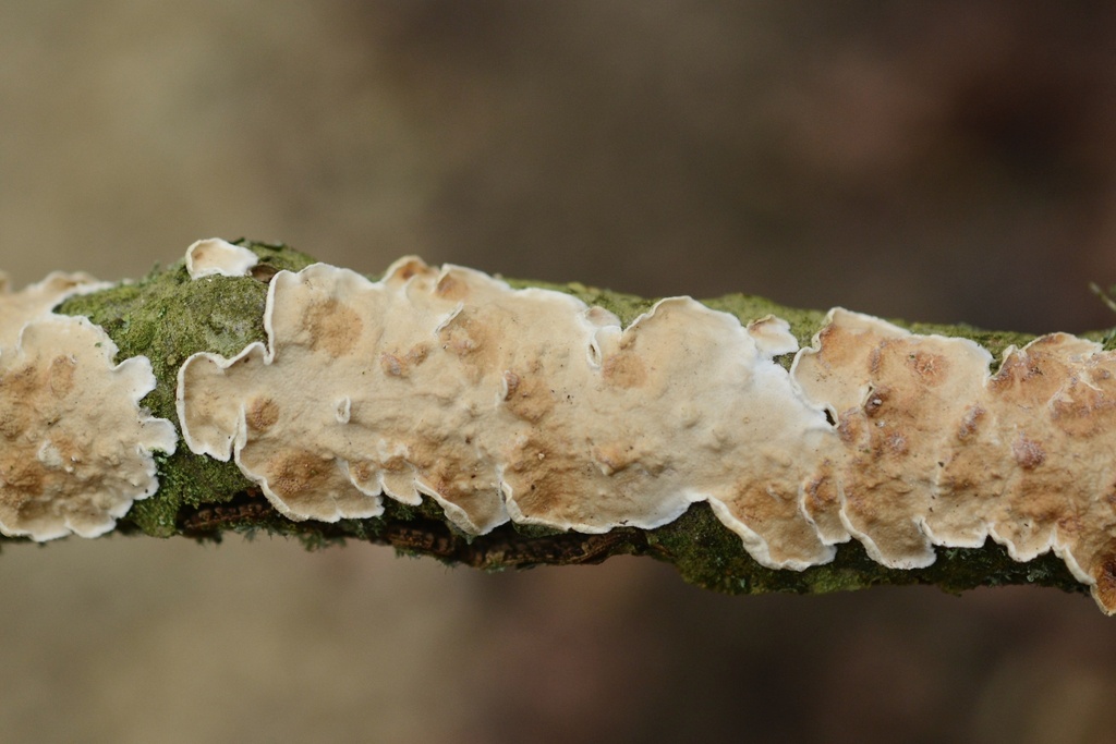 Byssomerulius corium · February 2026 · photo: © cryptomarasmius (iNaturalist, cc-by)