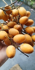 Talisia esculenta