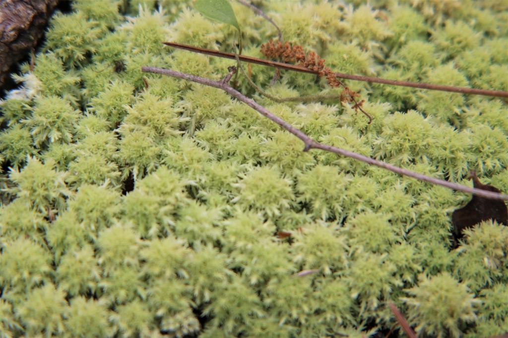 Pale Bog-moss