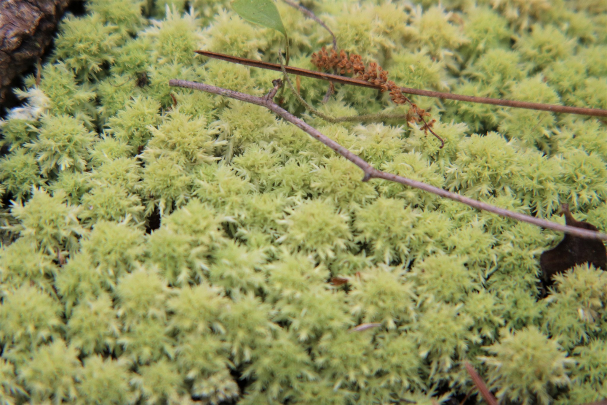 Sphagnum strictum