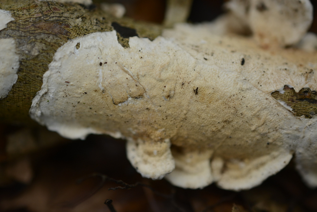 Byssomerulius corium · February 2026 · photo: © cryptomarasmius (iNaturalist, cc-by)