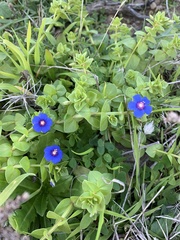 Anagallis