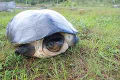 Orlitia borneensis