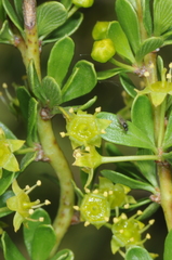Condalia microphylla