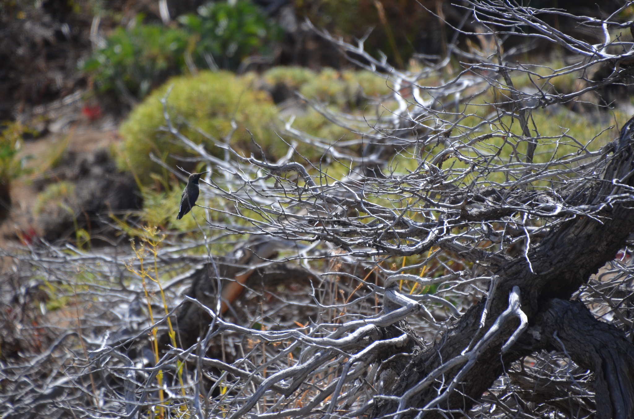 White-sided Hillstar (Oreotrochilus leucopleurus), photo 3