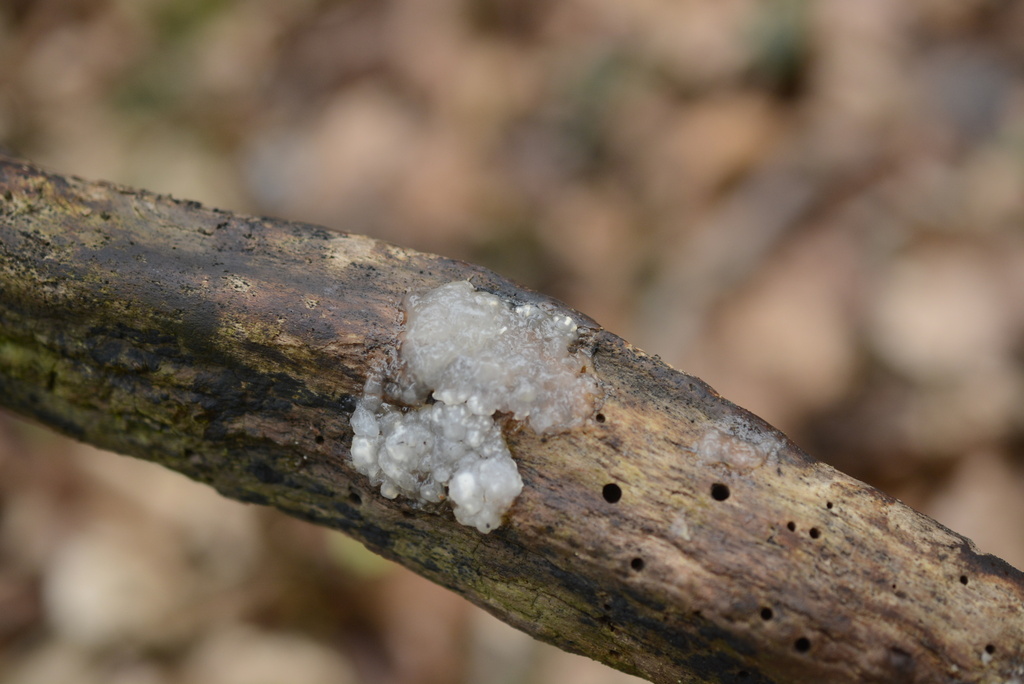 Myxarium nucleatum · February 2026 · photo: © cryptomarasmius (iNaturalist, cc-by)