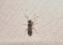 Pseudopachybrachius guttus