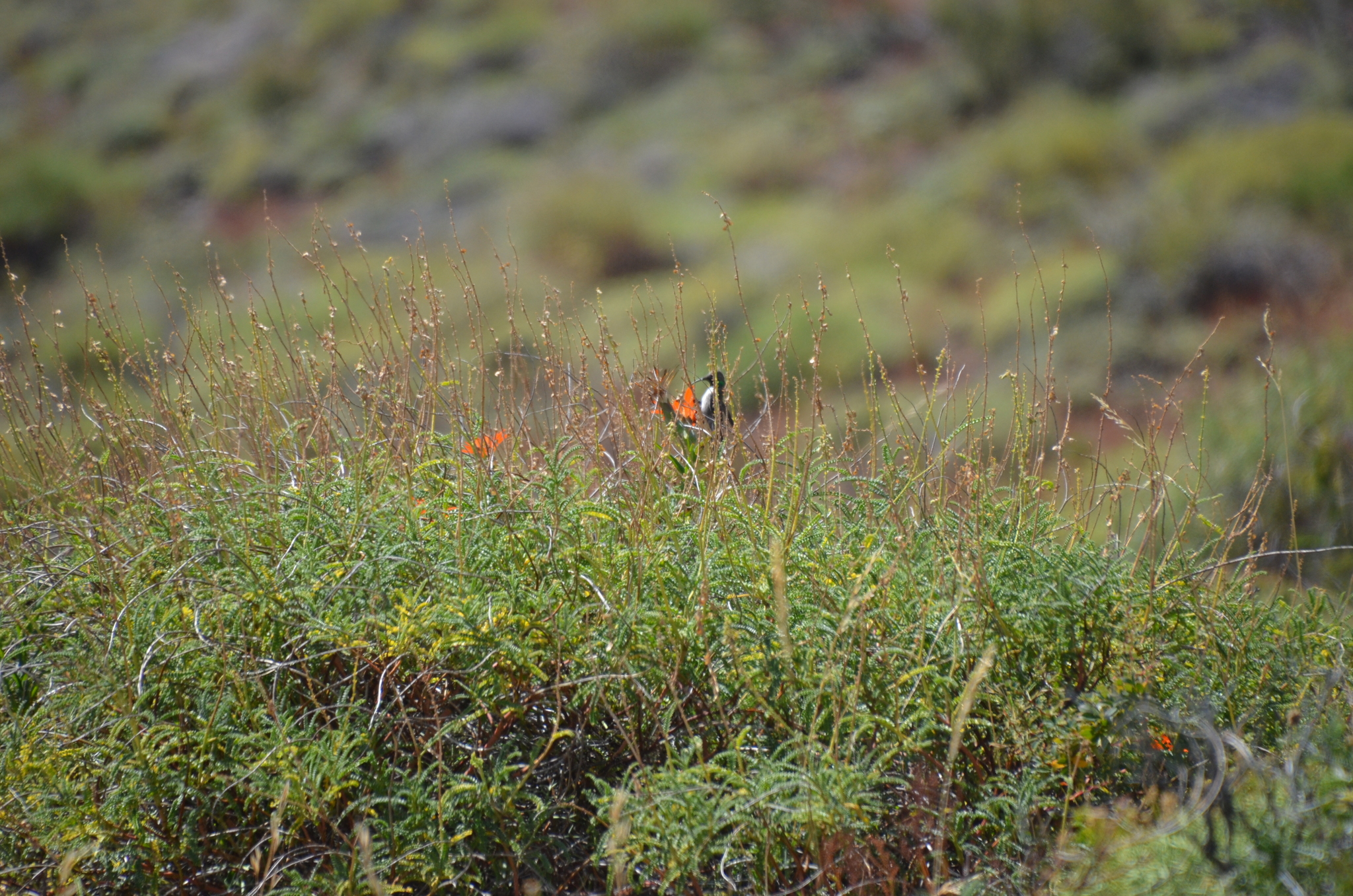 White-sided Hillstar (Oreotrochilus leucopleurus), photo 1