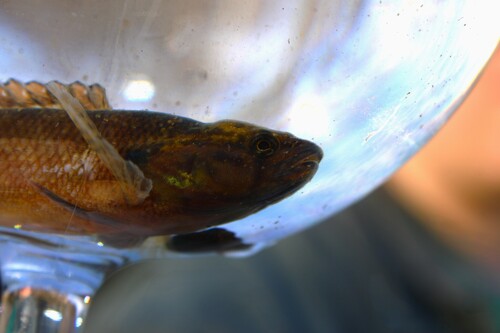 Fringed darter (Etheostoma crossopterum) — Percidae