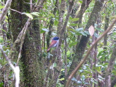 Terpsiphone bourbonnensis