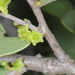 Maytenus vitis-idaea - Photo 由 aacocucci 所上傳的 (c) aacocucci，保留部份權利CC BY-NC