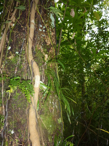 Haplopteris scolopendrina observed 2015-02-17