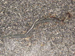 Nerodia clarkii clarkii