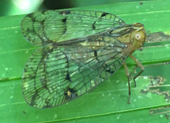 Nogodinidae