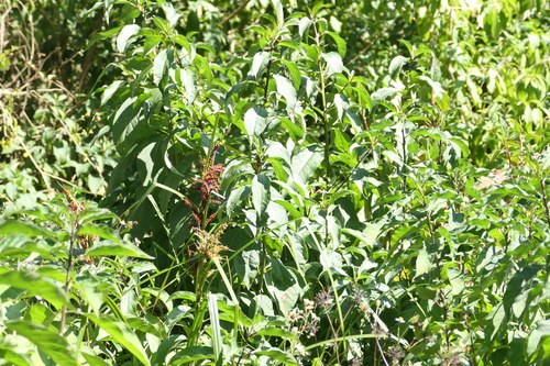 Carex baccans, photograph 3