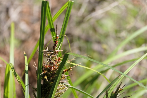 Carex baccans, photograph 4