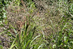 Carex baccans, photograph (c) Dinesh Valke, some rights reserved (CC BY-SA)