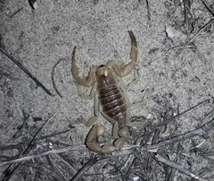 Hadrurus concolorous