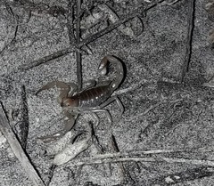 Hadrurus concolorous