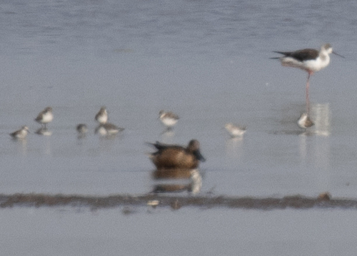 Northern Shoveler