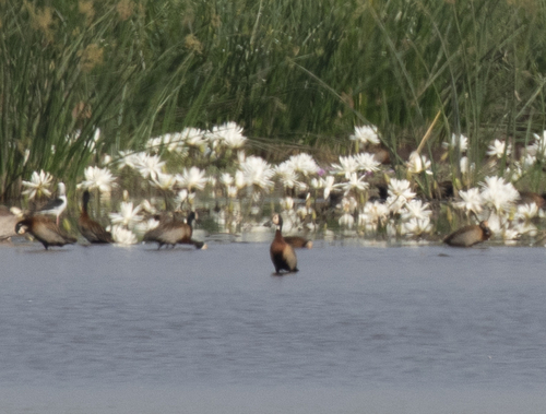 White-faced Whistling-Duck